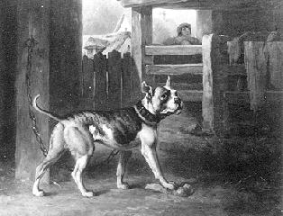 Original Bulldog chained in a barn